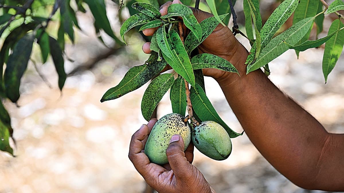 The king in crisis | Alphonso mangoes