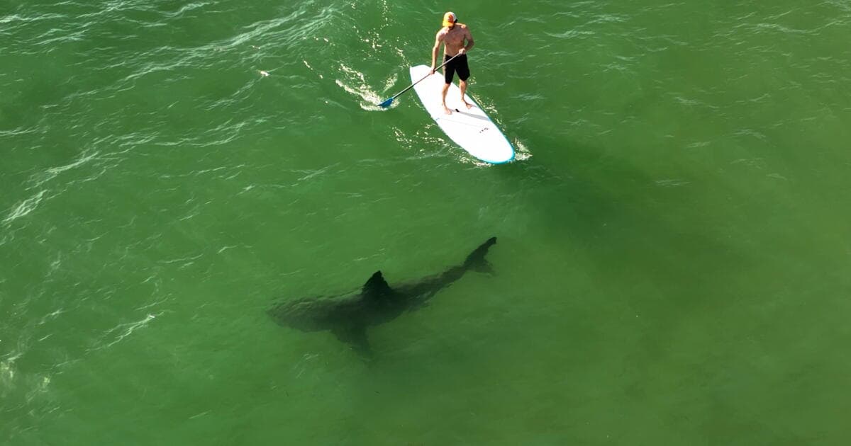 Contributor: Learning to coexist with Southern California's white sharks