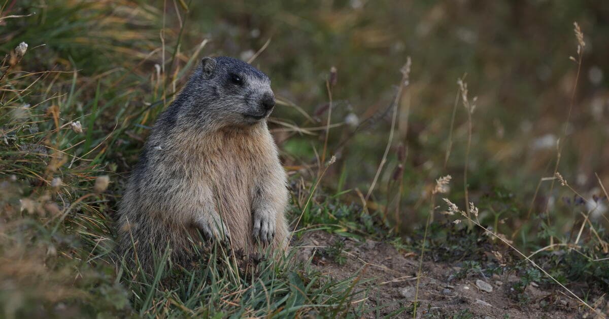Marmots got money troubles: Cuts to UCLA research lead scientists to OnlyFans